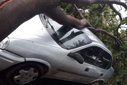 rvore atingiu um carro prximo a Farmcia de Alto Custo, na Capital