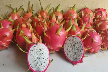 Atividades relacionadas ao cultivo da pitaia tm despertado o interesse de produtores locais
