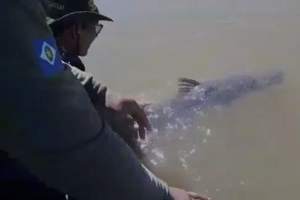 Infratores aproveitam o comportamento dos peixes na busca por alimentos para instalar armadilhas no leito do rio