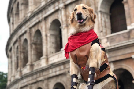 Casal criou blog para tirar dvidas e dar dicas sobre exigncias para viagens com cachorros 