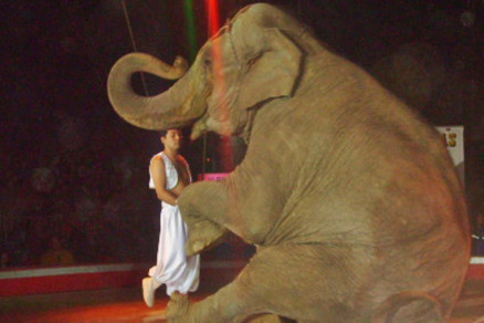 A elefanta Ramba, durante os anos em que viveu em um circo chileno