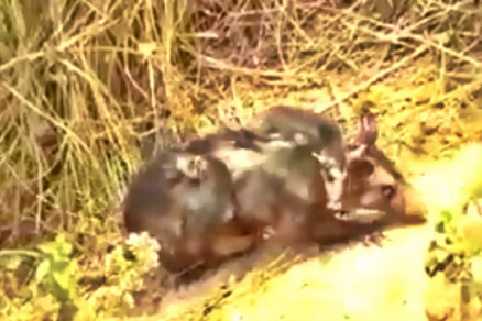 Com as patas e parte do corpo queimados, animal tentava fugir do fogo