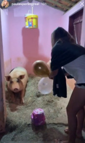 A campe do BBB 19 levou um bolo e bexigas para o chiqueiro