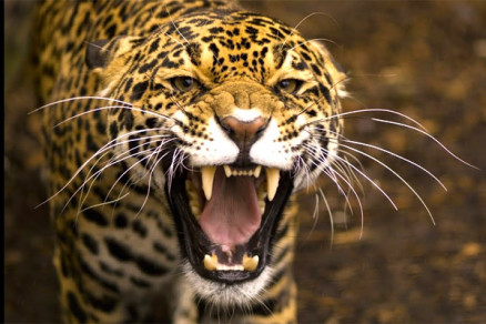 Felino causou diversos ferimentos em homem, na regio de Cceres