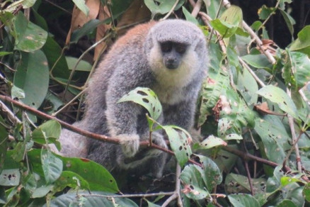 Macaco  a nica espcie que possui uma barba marcantemente esbranquiada