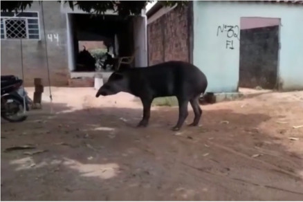 Anta  o maior mamfero terrestre do Brasil