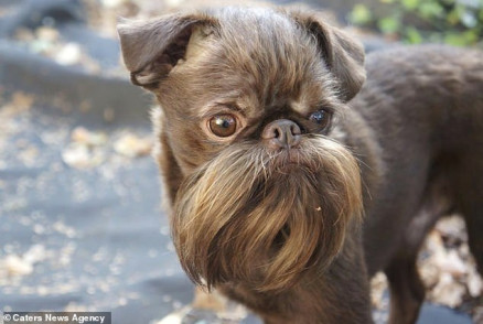 c&atilde;o