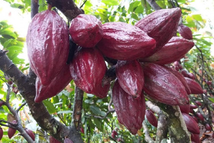 Cultivo de cacau em Mato Grosso