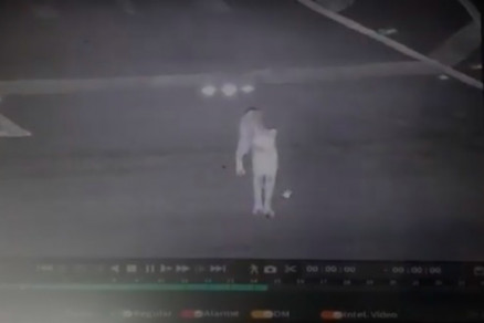 O animal chega a olhar para as c�meras durante seu 