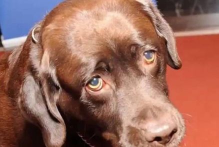 Cachorro labrador. Imagem ilustrativa