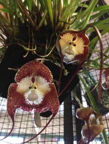 Orqudeas parecem com rosto de macaquinho 