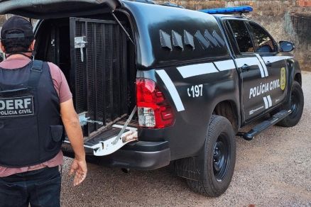 O suspeito detido foi encaminhado  Derf Cuiab e autuado em flagrante pelos crimes de furto, furto qualificado e porte ilegal de arma