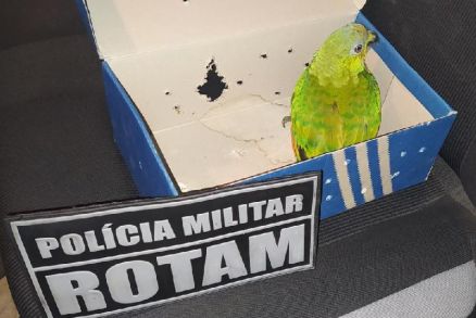 O papagaio foi apreendido na casa do suspeito