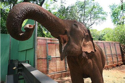 Elefanta asitica foi explorada em um circo durante maior parte da vida
