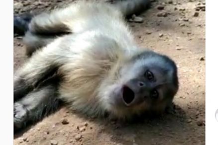 Macaco foi encontrado cado no meio da estrada de terra