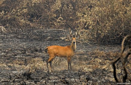 Rios continuam secos e os animais no tem onde se alimentar no habitat destrudo