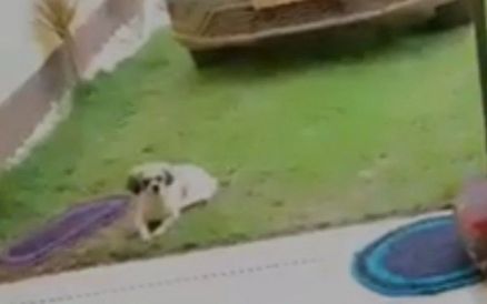 No vdeo que circula nas redes sociais, este pobre cachorrinho assiste ao surubo do Airbnb, que aconteceu na casa de Vernica