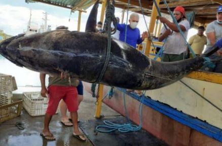 O gigantesco atum azul capturado por pescadores potiguares poderia valer quase R$ 30 milh�es de estivesse fresco