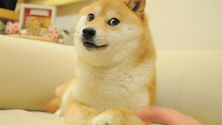 Foto de cadela Shiba inu que caiu na internet e foi eleita 