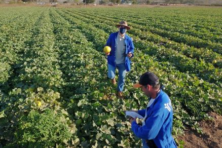 Trabalhadores do campo 