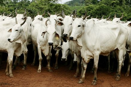 Caso foi encontrado em uma vaca de 