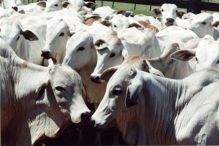Gados em fazenda de Mato Grosso