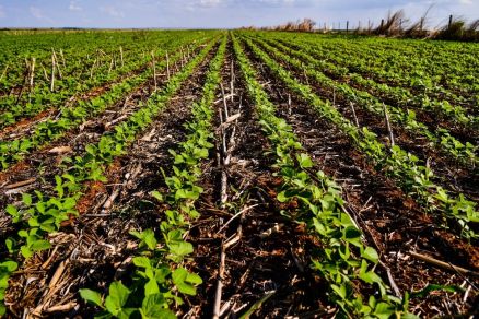 Lavoura de soja em Mato Grosso