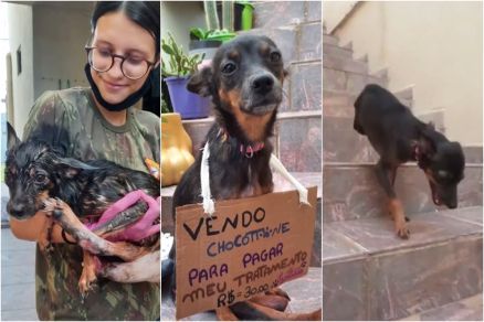 O animal foi atropelado e agora precisa de tratamento