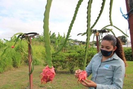 T�cnica da Empaer, Gisele observando os p�s de pitaya e quase pontas para colheita