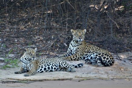 On�as pintadas no Pantanal (foto ilustrativa)