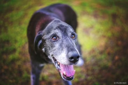 Animais mais idosos costumam no ser adotados