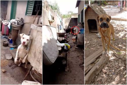 Animais em situa��o insalubre no Bairro Quilombo 