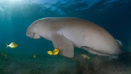 O dugongo, com nome cientfico Dugong Dugon, foi declarado funcionalmente extinto