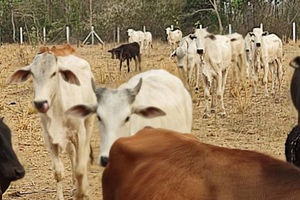 Gado recuperado em duas propriedades na zona rural de Vrzea Grande
