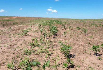 Fiscais do INDEA-MT estaro  campo de 15 de junho a 15 de setembro para verificar existncia de plantas vivas de soja no Estado