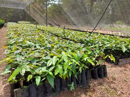 Mudas de mogno africano sendo produzidas no CRPTT de Sinop