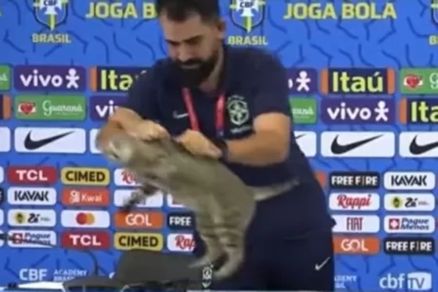 Vinicius Rodrigues, assessor da CBF, retirando um gato da bancada 