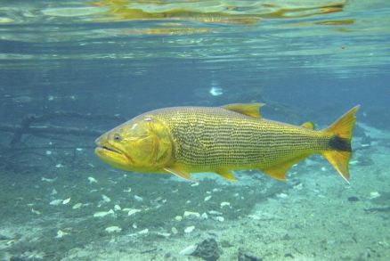 Pesca de dourado  proibida em Mato Grosso