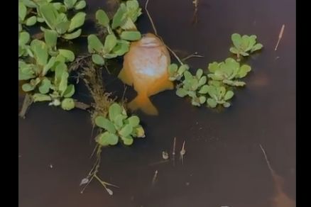 Peixes aparecem mortos no Rio Bento Gomes, em Pocon