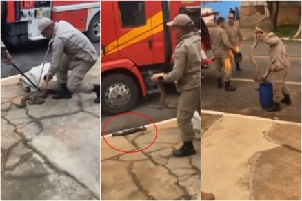 Momento em que militares capturam serpente em Sinop