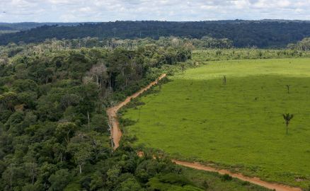 reas da floresta amaznica desmatada para pastagem, na regio da bacia do rio Tapajs, no estado do Par