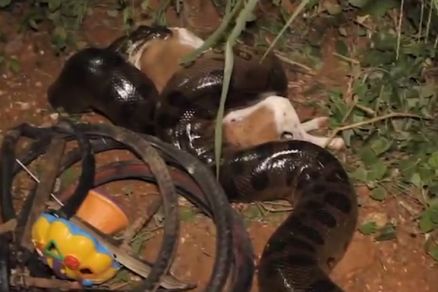 Momento em que a serpente tentava engolir o cachorro