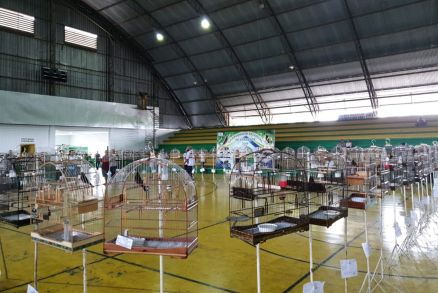 Maioria dos eventos envolvendo aves  de torneio de canto. Foto registra evento do tipo realizado em Sinop