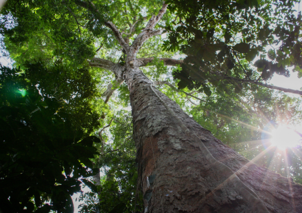 Foram identificados 329 quil�metros quadrados com ind�cios de desmatamento