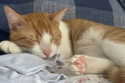 O gato Tubana, que est desparecido 