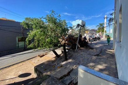 A �rvore caiu no in�cio desta manh�