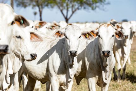 A vacinao contra a febre aftosa no rebanho bovino no  mais necessria em Mato Grosso a partir deste ano