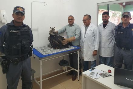Gavio real resgatado em Confresa