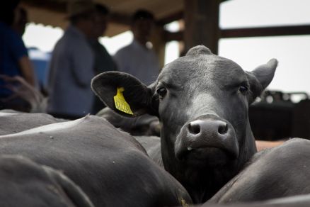 A vacinao contra a febre aftosa no rebanho bovino no  mais necessria em Mato Grosso. No lugar da vacina, os produtores rurais passaro a informar ao Indea o nmero de animais que possuem na propriedade