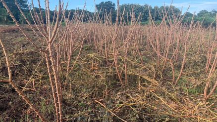A variedade Camanducaia  precoce e pode estar no ponto ideal para colheita em oito meses